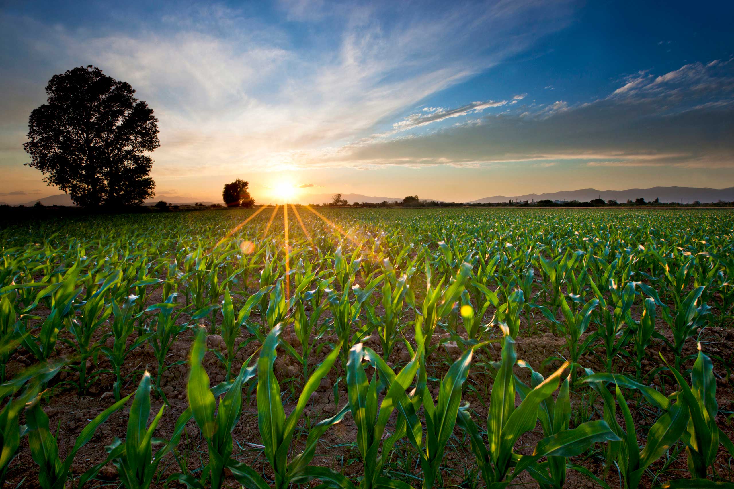 Home Axis Seed Direct